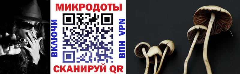 Псилоцибиновые грибы Psilocybe  купить наркотик  площадка телеграм  Новоржев  ОМГ ОМГ ССЫЛКА 